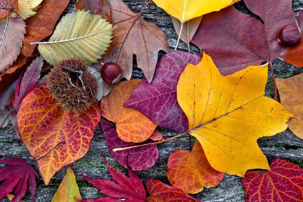 autumn leaves on the ground