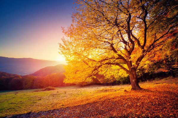 tree and hills in Autumn