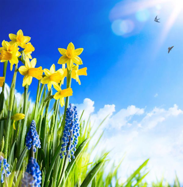 flowers