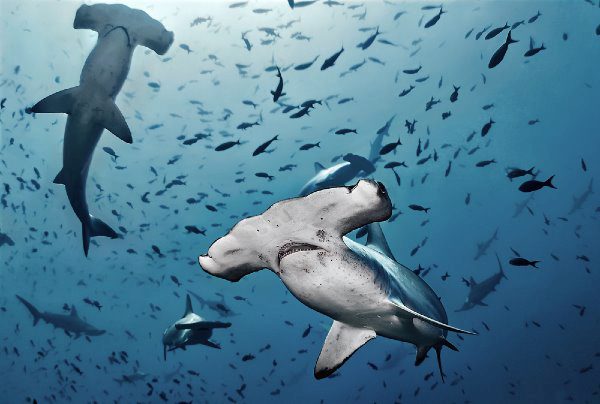 sharks